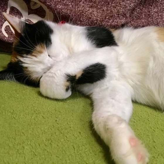 カーペット（ミケ）