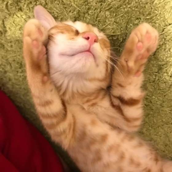 ヘソ天する茶トラ