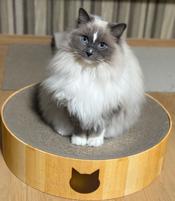 見つめるカビちゃん
