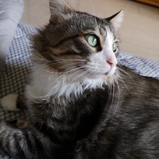 振り向くメインクーン