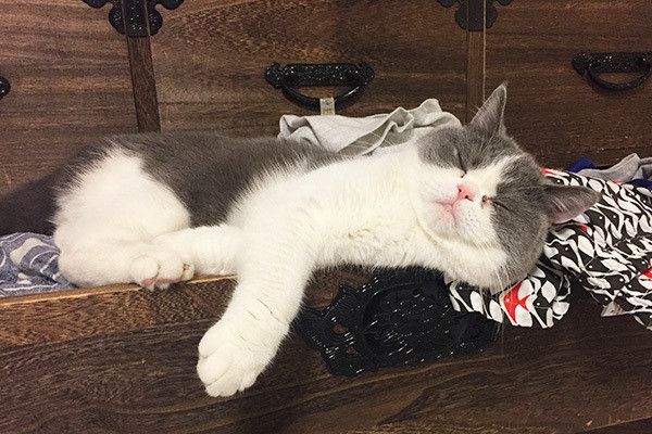 生まれ変わったら猫になりたい 猫飼い主さんの本音 ねこのきもちweb Magazine