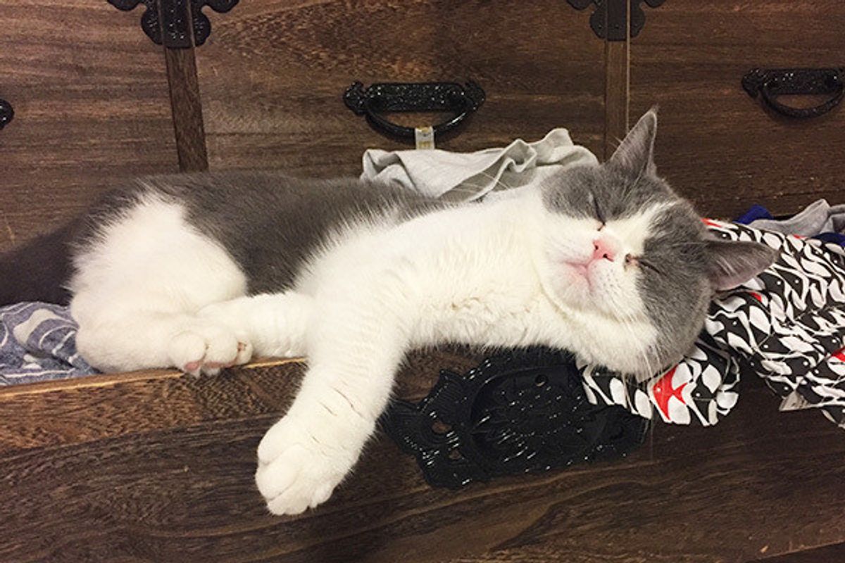 生まれ変わったら猫になりたい 猫飼い主さんの本音 ねこのきもちweb Magazine 生まれ変わったら猫になりたい 猫飼い主さんの本音 ねこのきもちweb Magazine