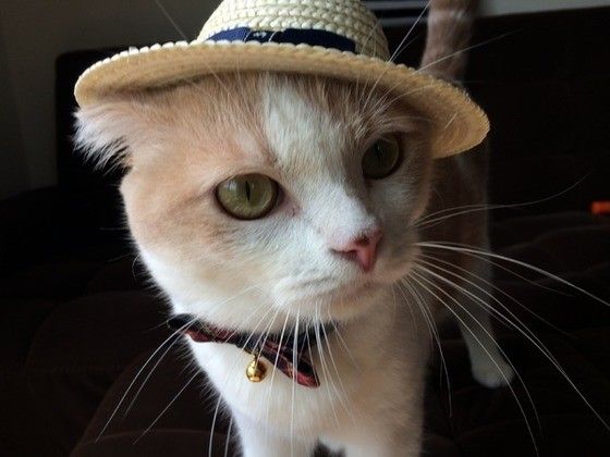 見つめるスコティッシュフォールド