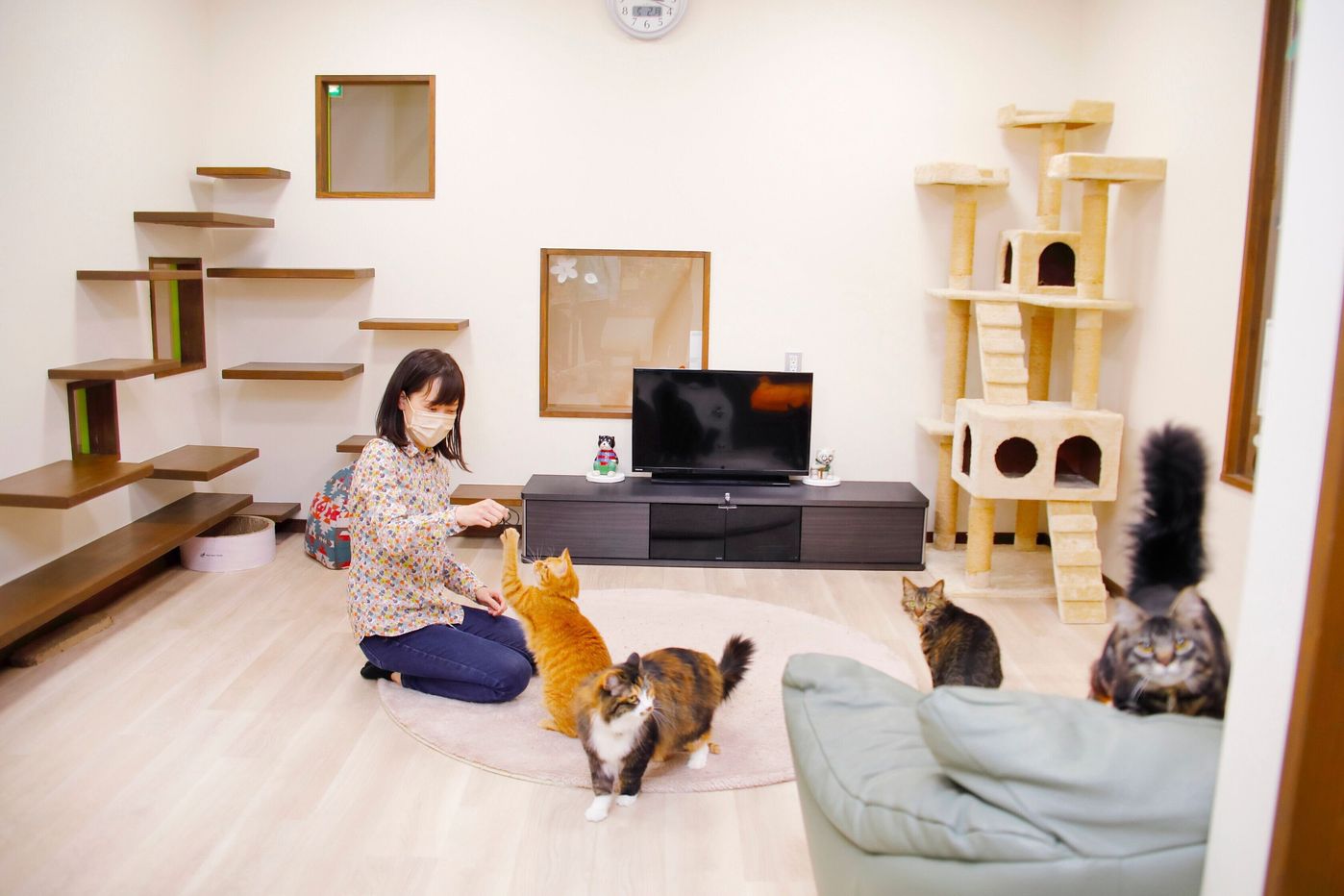 猫の完全室内飼いはかわいそう という誤解を解きたい 兵庫県動物愛護センター の活動 ねこのきもちweb Magazine 猫の完全室内飼いはかわいそう という誤解を解きたい 兵庫県動物愛護センター の活動 ねこのきもちweb Magazine