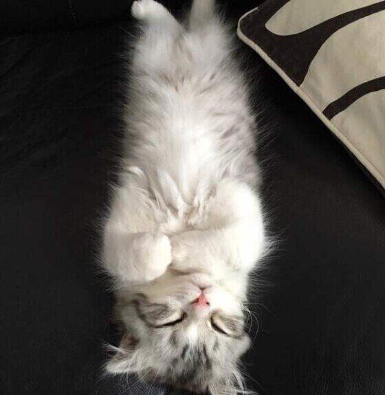 真っすぐに寝るスコティッシュフォールドのジェラトーニ