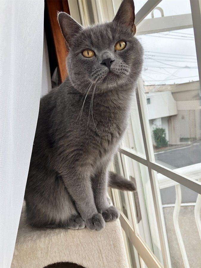 飼い主さんは“イケメン”に成長したグリちゃんにメロメロなのだとか