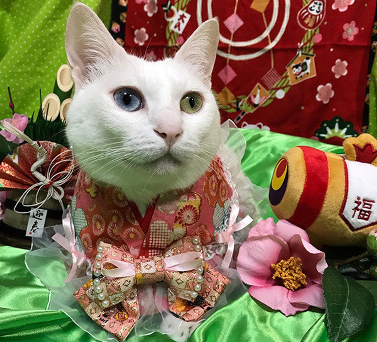 調査 ニャンコもお正月を待ってるかも お年玉代わりになにかあげる ねこのきもちweb Magazine 調査 ニャンコもお正月を待ってるかも お年玉代わりになにかあげる ねこのきもちweb Magazine