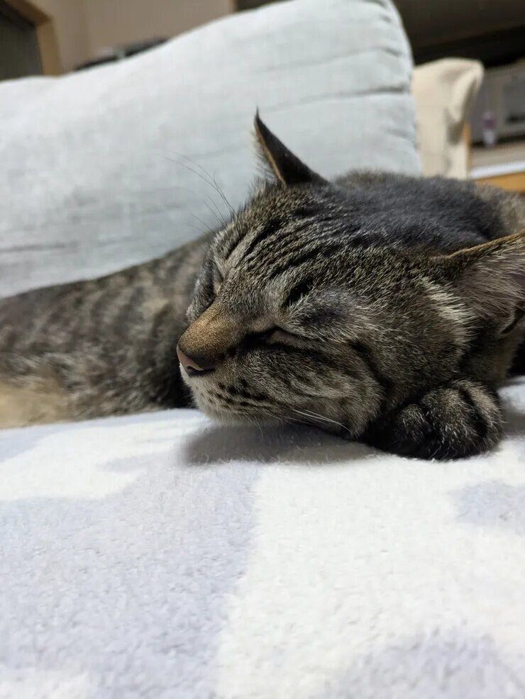 ねこのきもち『きもちテラス』で本テーマにコメントされた写真です。
