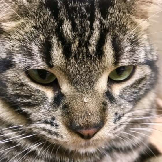 アメショ鼻先に水