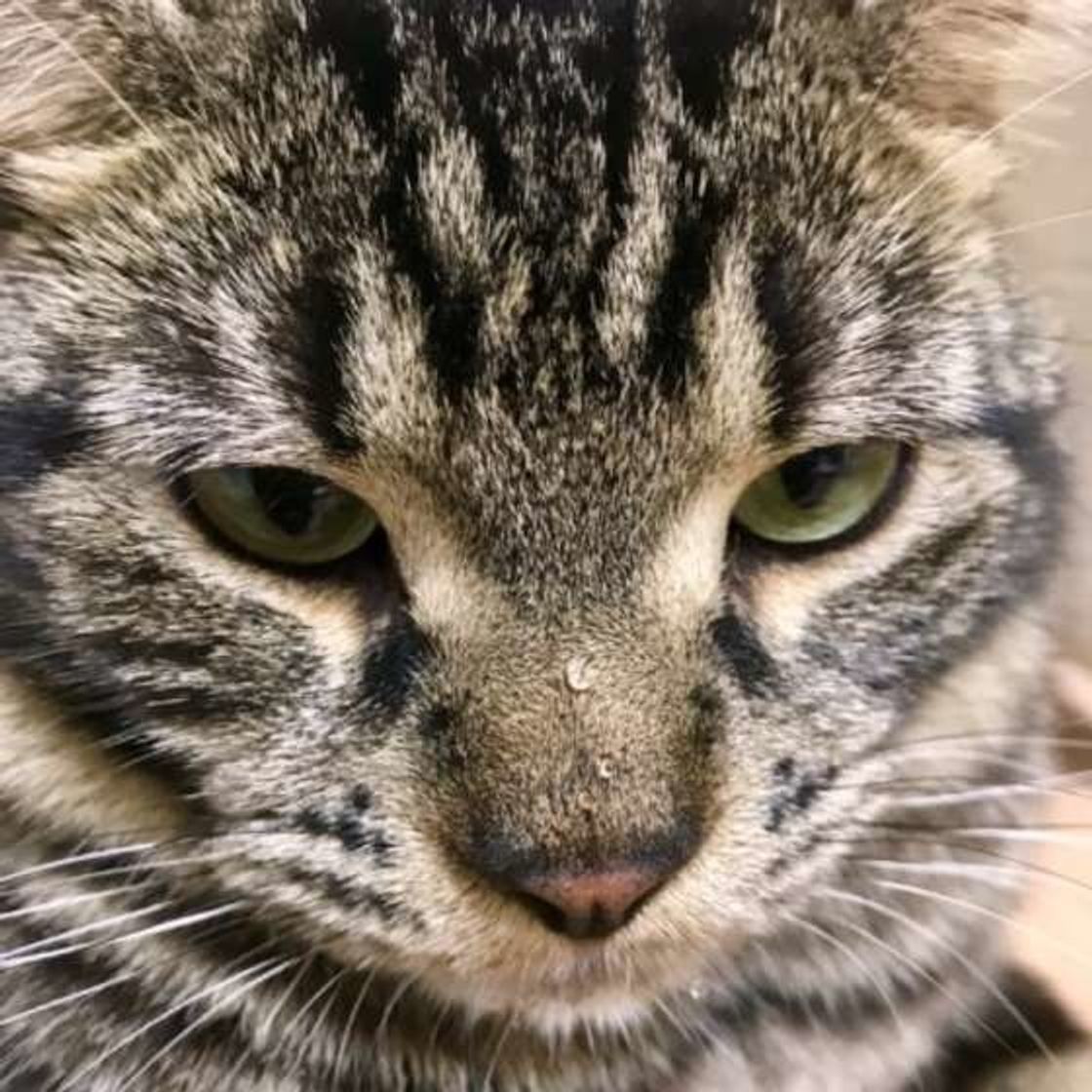 獣医師監修 愛猫が水を飲まない 対策や水分不足の危険性を解説 ねこのきもちweb Magazine