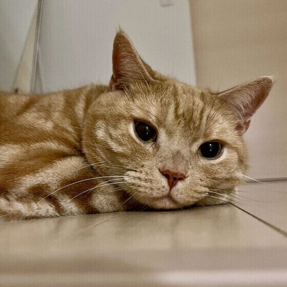 アメリカンショートヘアのペイくん　8才