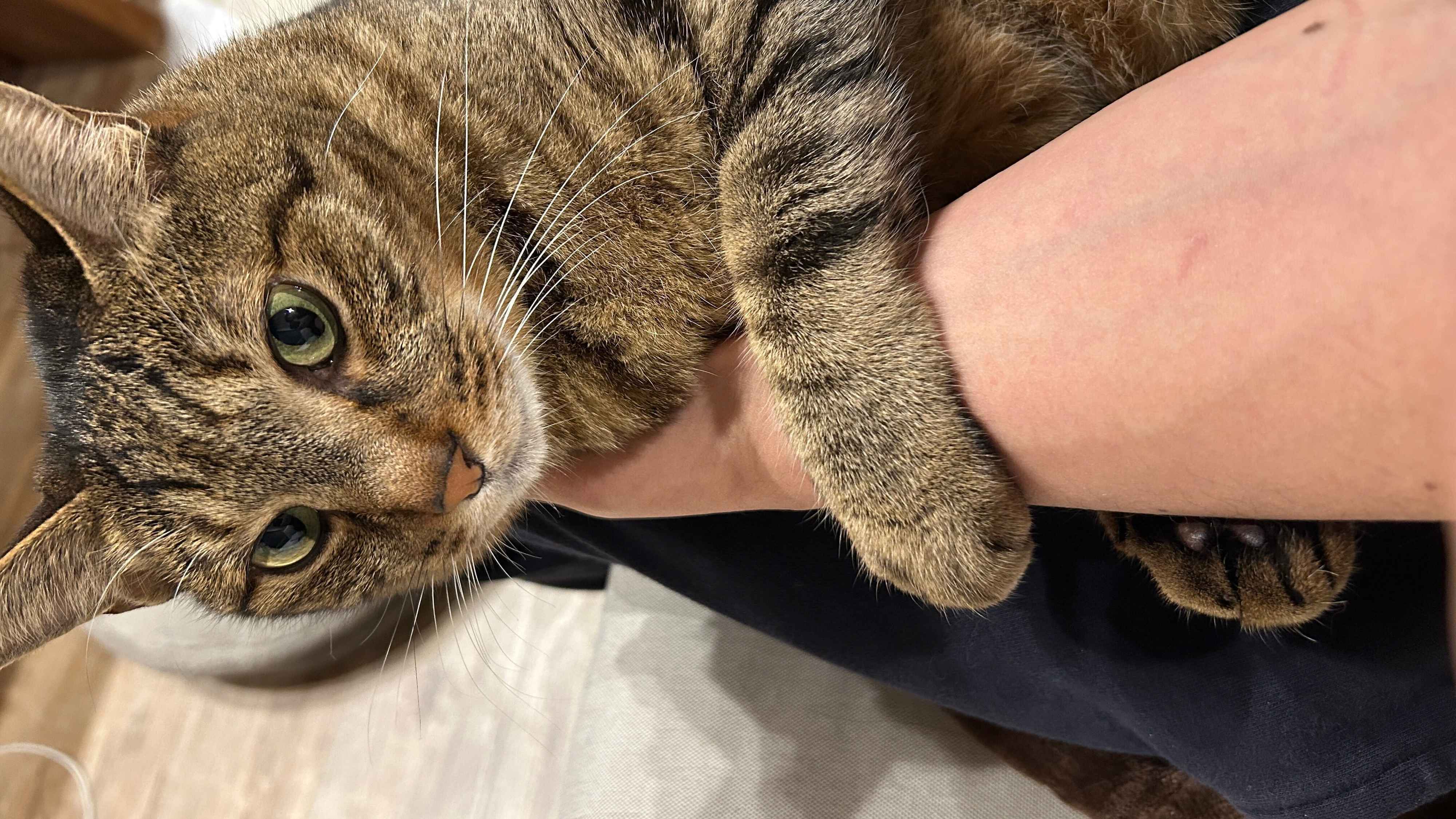 飼い主の腕にくっついている猫