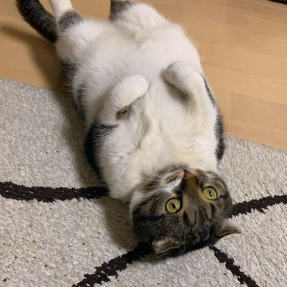 ヘソ天するマンチカン