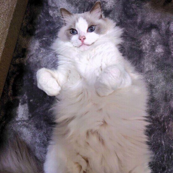 ラグドールの蘭くん♪