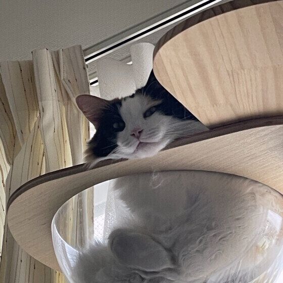 朝から見下ろすみぃちゃん