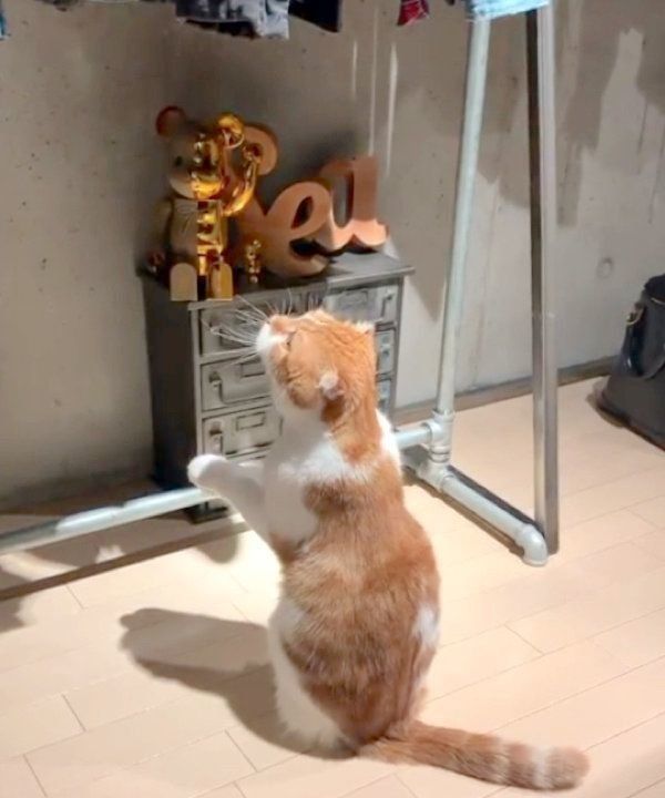 おねだりポーズをするスコティッシュフォールド