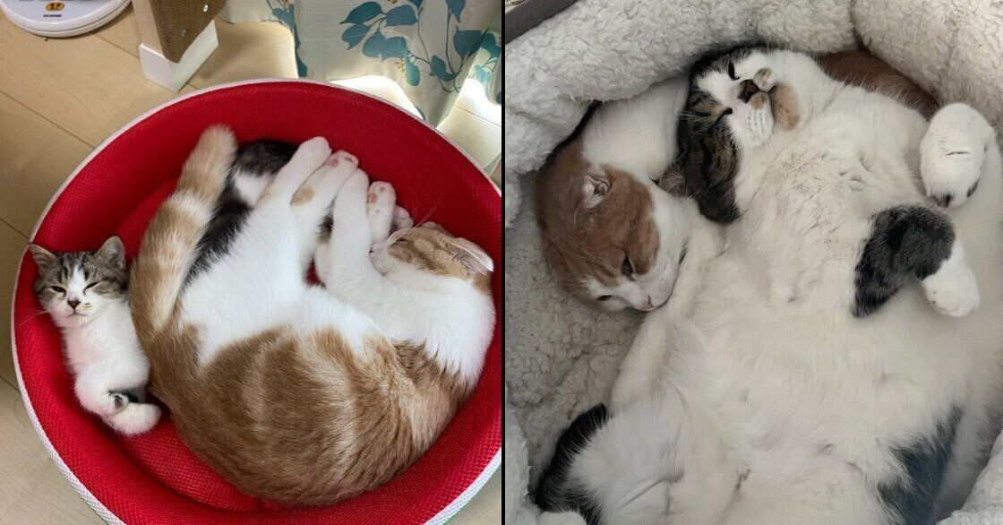 とろくんとおにくくん