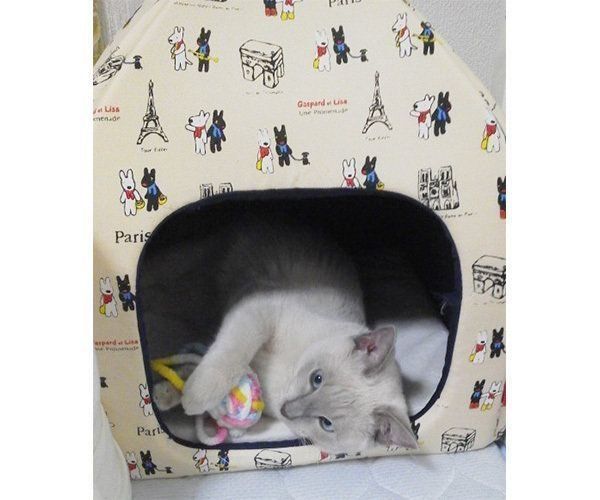 トンキニーズのスースちゃん