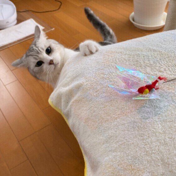 じゃらしを探す猫