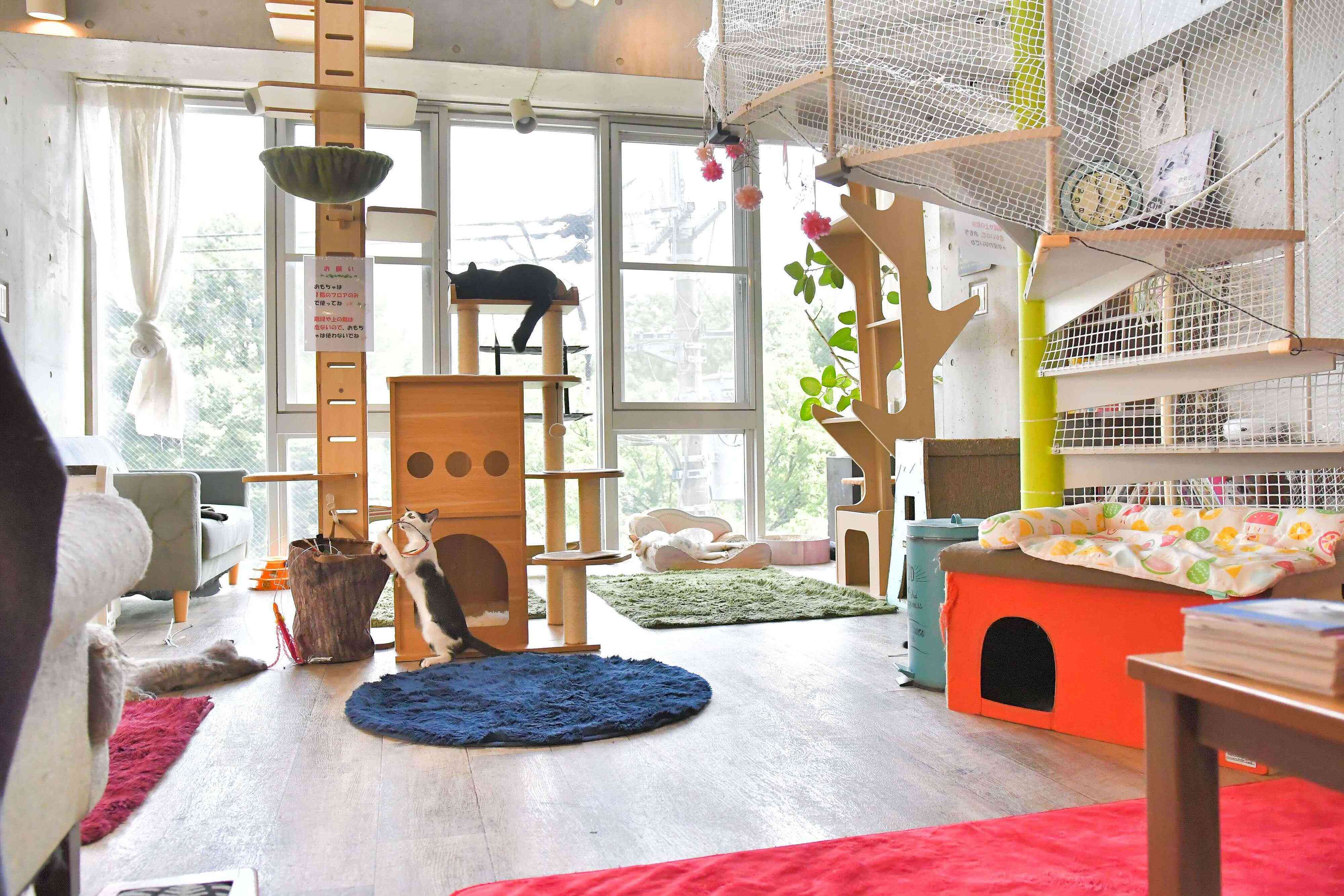 窓の外の緑を感じながら猫たちがのびのび過ごしています