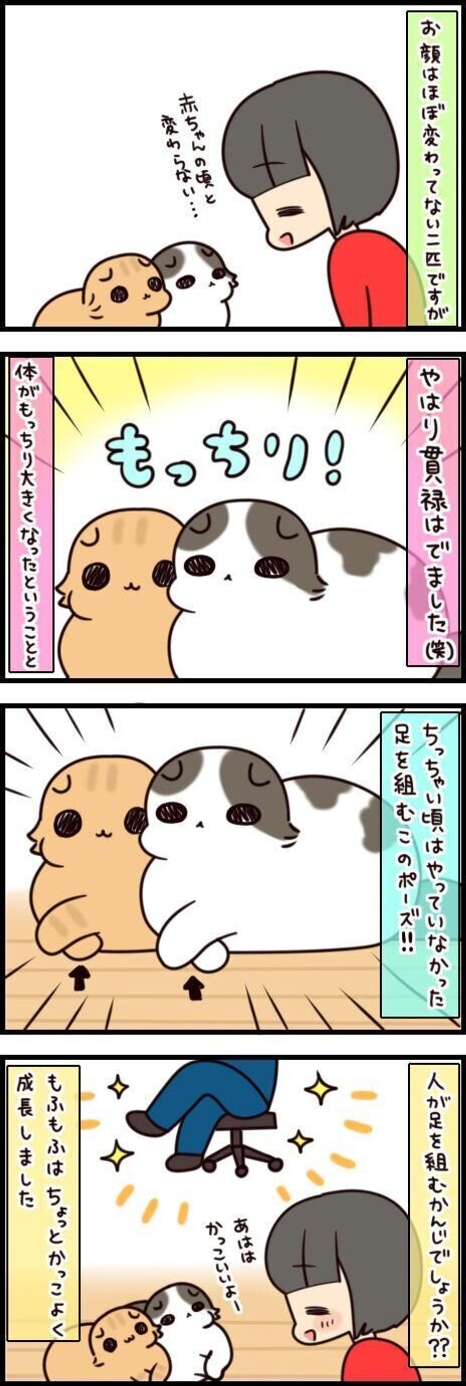 子猫時代の愛くるしさも 今のもっちり姿もどちらも最高です もふもふスコたん Vol 146 ねこのきもちweb Magazine 子猫時代の愛くるしさも 今のもっちり姿もどちらも最高です もふもふスコたん Vol 146 ねこのきもちweb Magazine