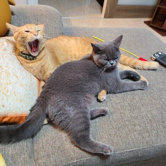 くつろぐ猫たち