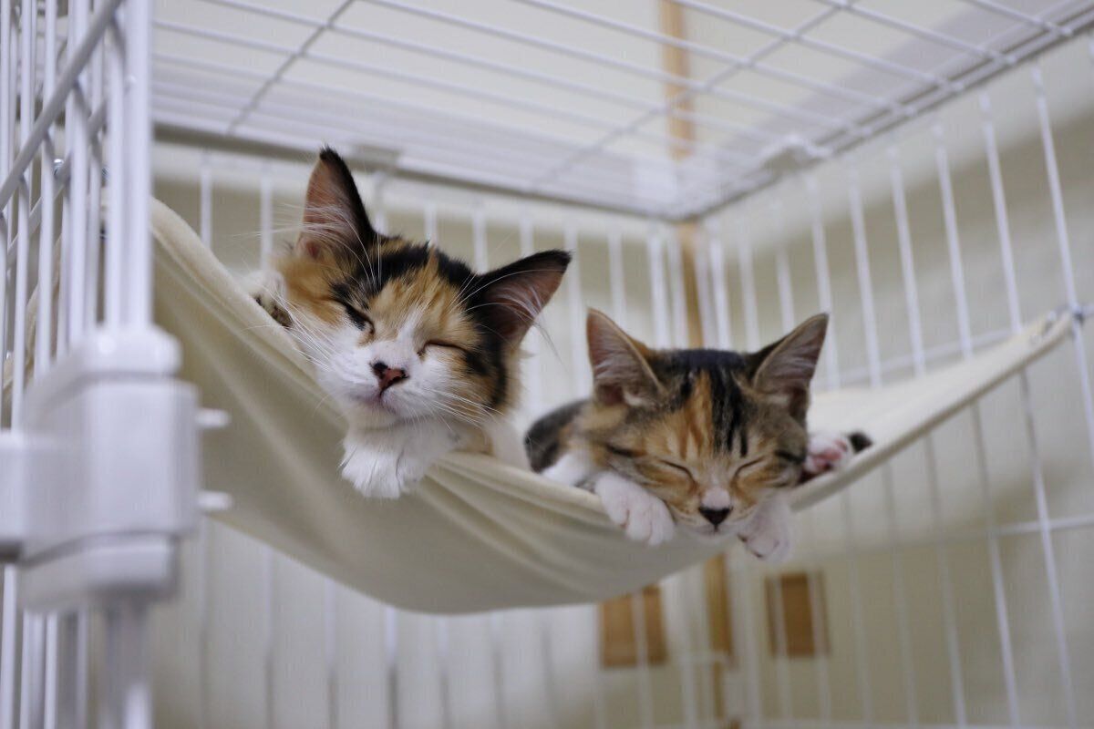 ハンモックでくつろぐ2匹