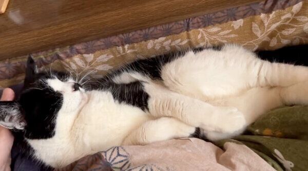 くつろぐドツちゃん