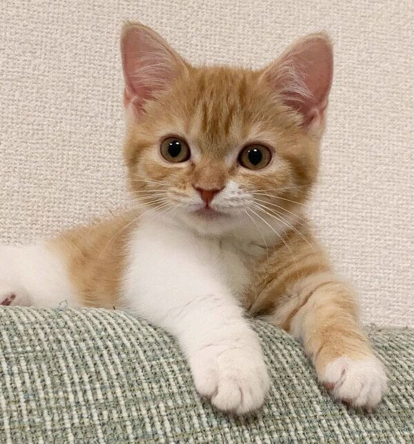 見つめるウニちゃん