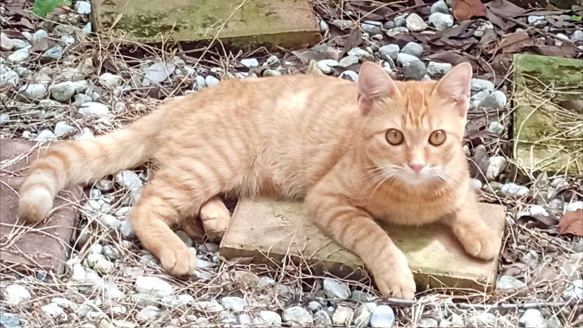 外猫時代のこなちゃん