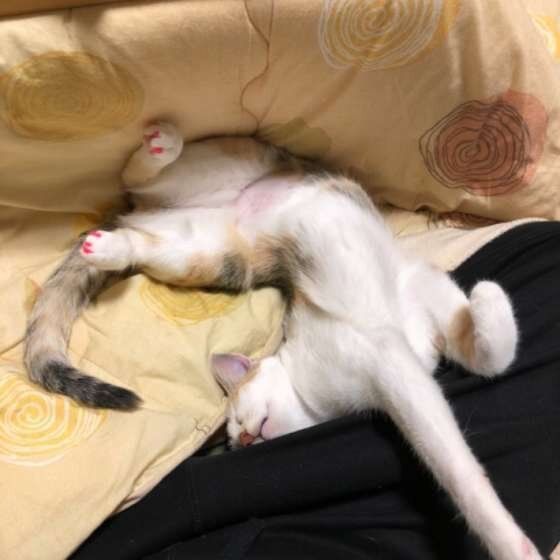 MIXのモモちゃん