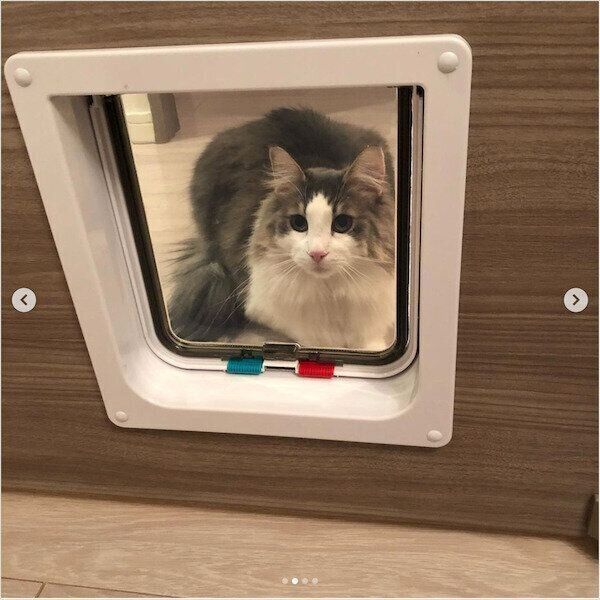 猫のペットドア