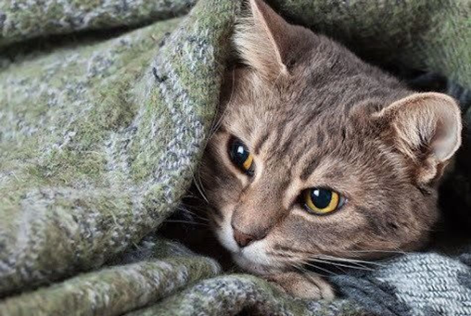 猫が血便をした 考えられる主な原因とその見分け方は ねこのきもちweb Magazine 猫が血便をした 考えられる主な原因とその見分け方は ねこのきもちweb Magazine