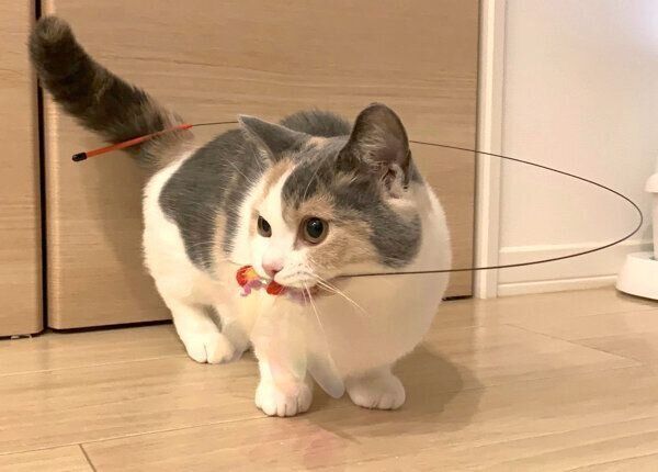 おもちゃをくわえるアラレちゃん