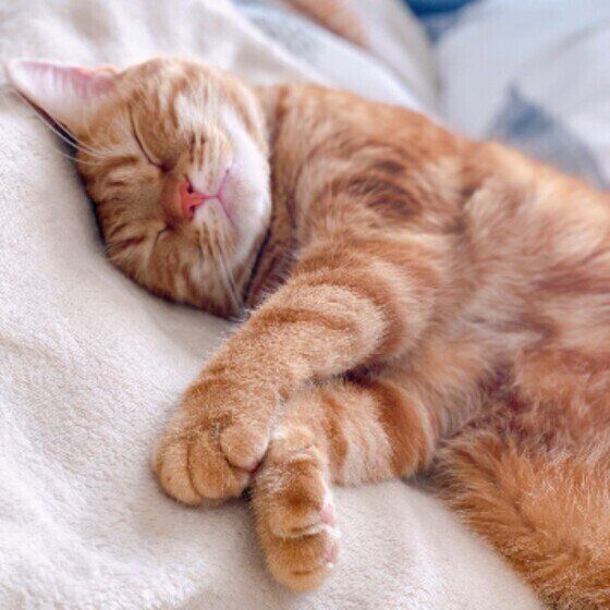 アメリカンショートヘアのももちゃん