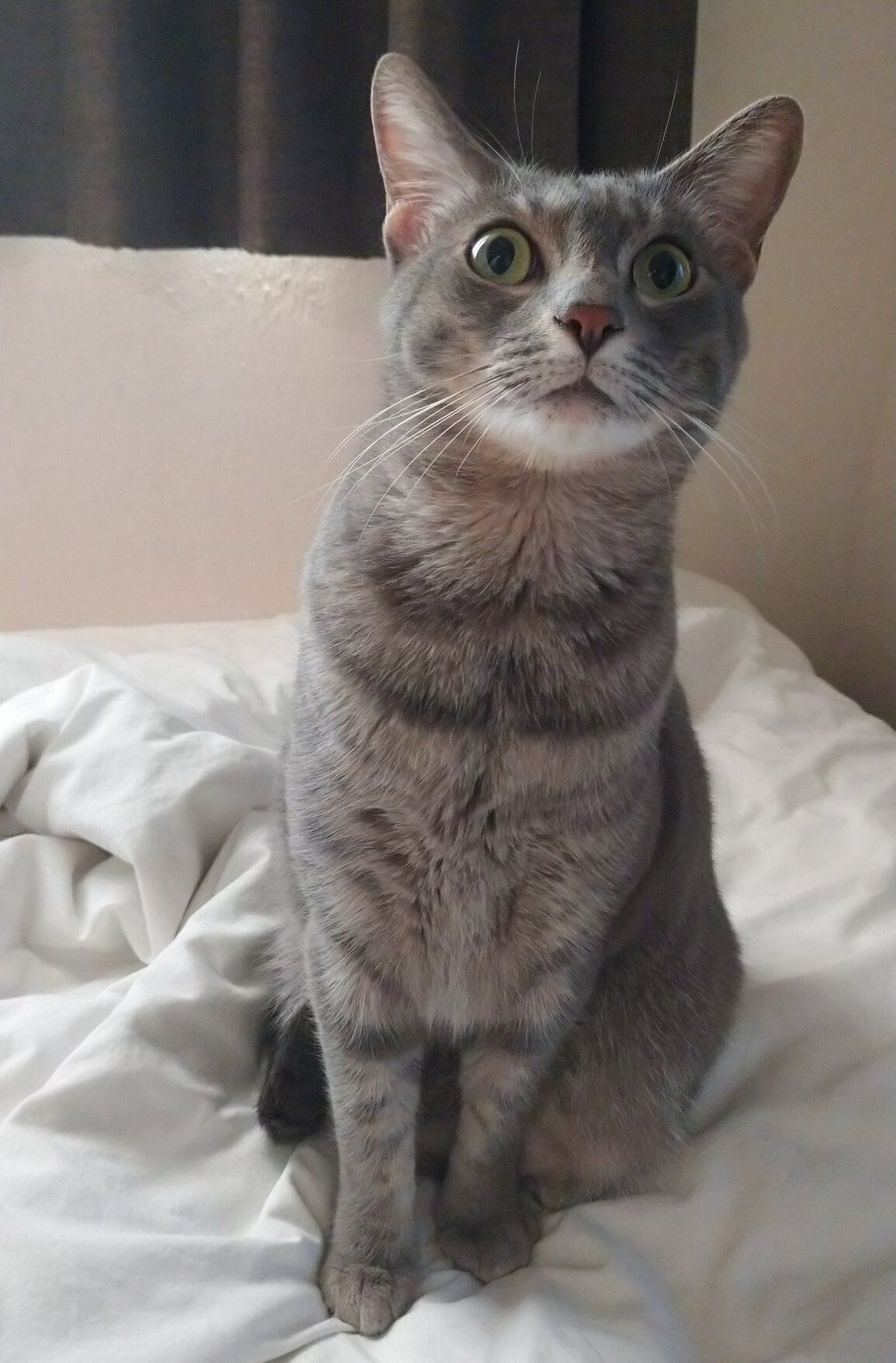 4才になった現在のベスカーくん