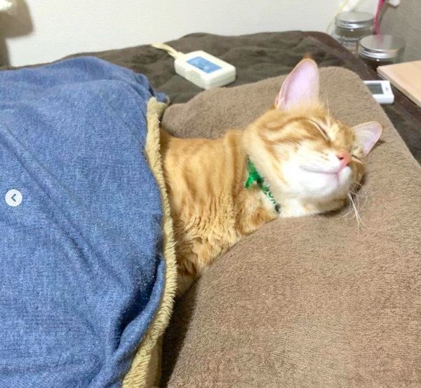 自分を猫と認識していない茶トラ