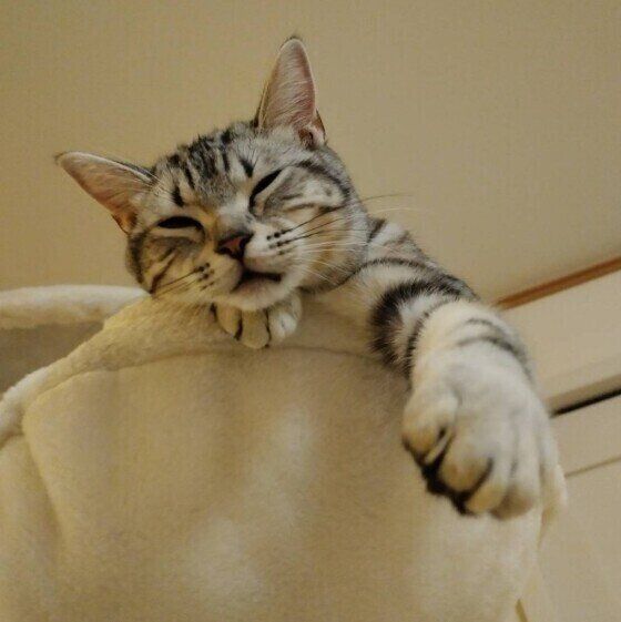 吊るされているふかふかベッドで気持ちよさそうに寝ているアメリカンショートヘア