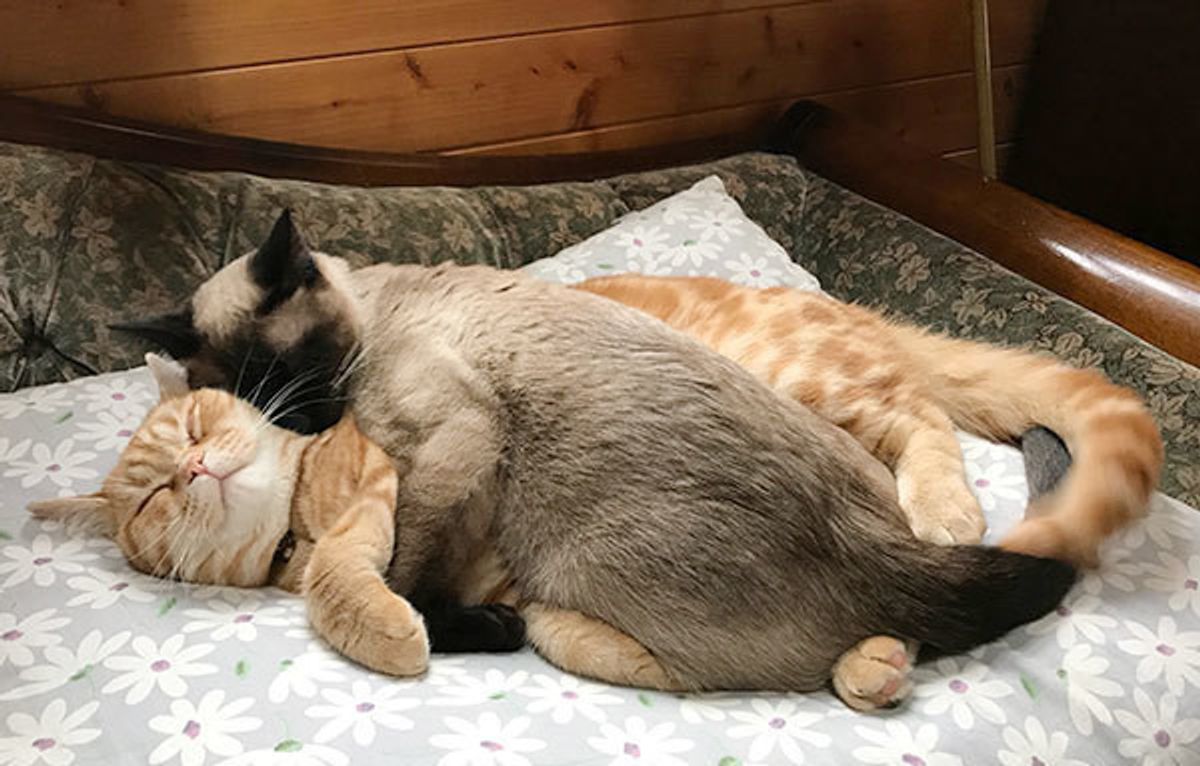 はぁ たまらん 愛猫がかわいすぎてヤバい と悶絶する瞬間は ねこのきもちweb Magazine はぁ たまらん 愛猫がかわいすぎてヤバい と悶絶する瞬間は ねこのきもちweb Magazine