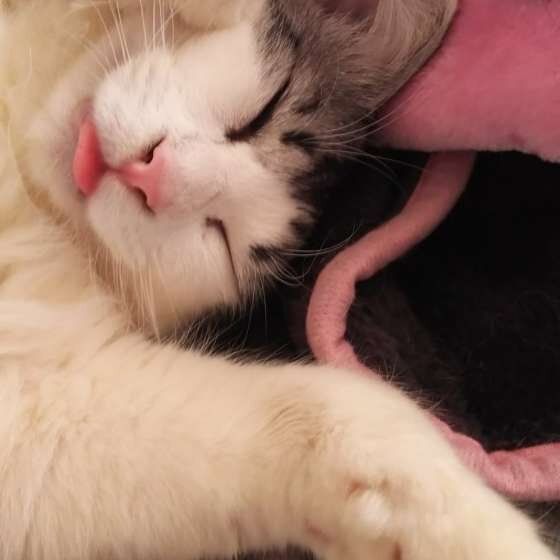 サバトラのレオちゃん