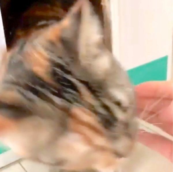 ダンボールハウスで遊ぶマンチカン