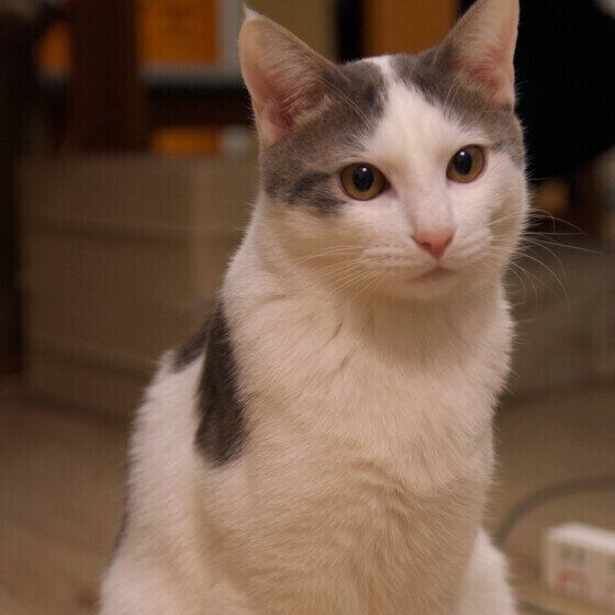 サバトラのちろやくん