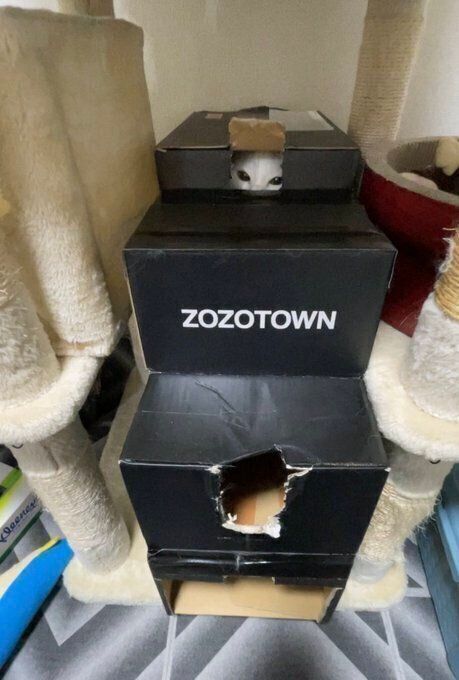 ZOZOTOWNの箱に入る雪之丞ちゃん（マンチカン、メス）