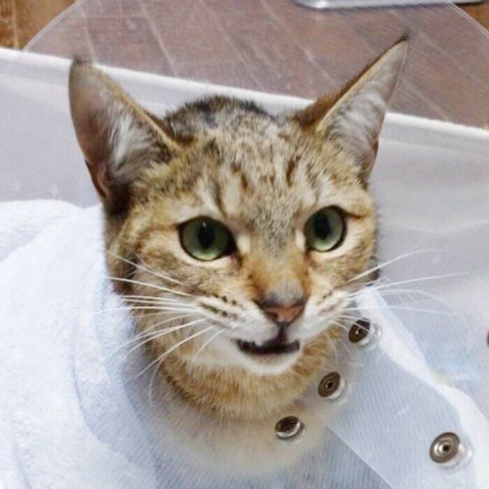 保護当時のけいくん