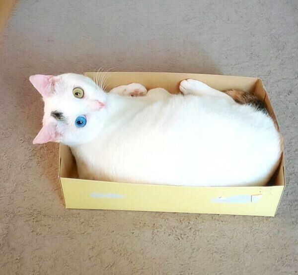 箱に入るはなちゃん