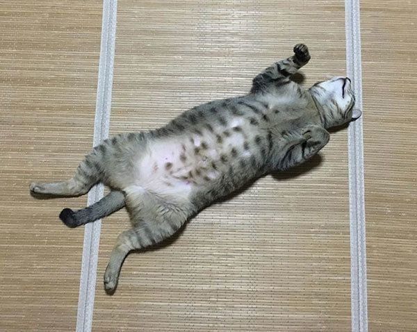 ガニ股でバンザイ寝する猫