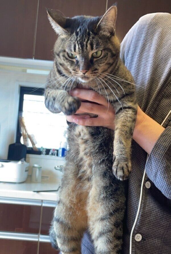 焼き鮭を狙うコイモちゃん