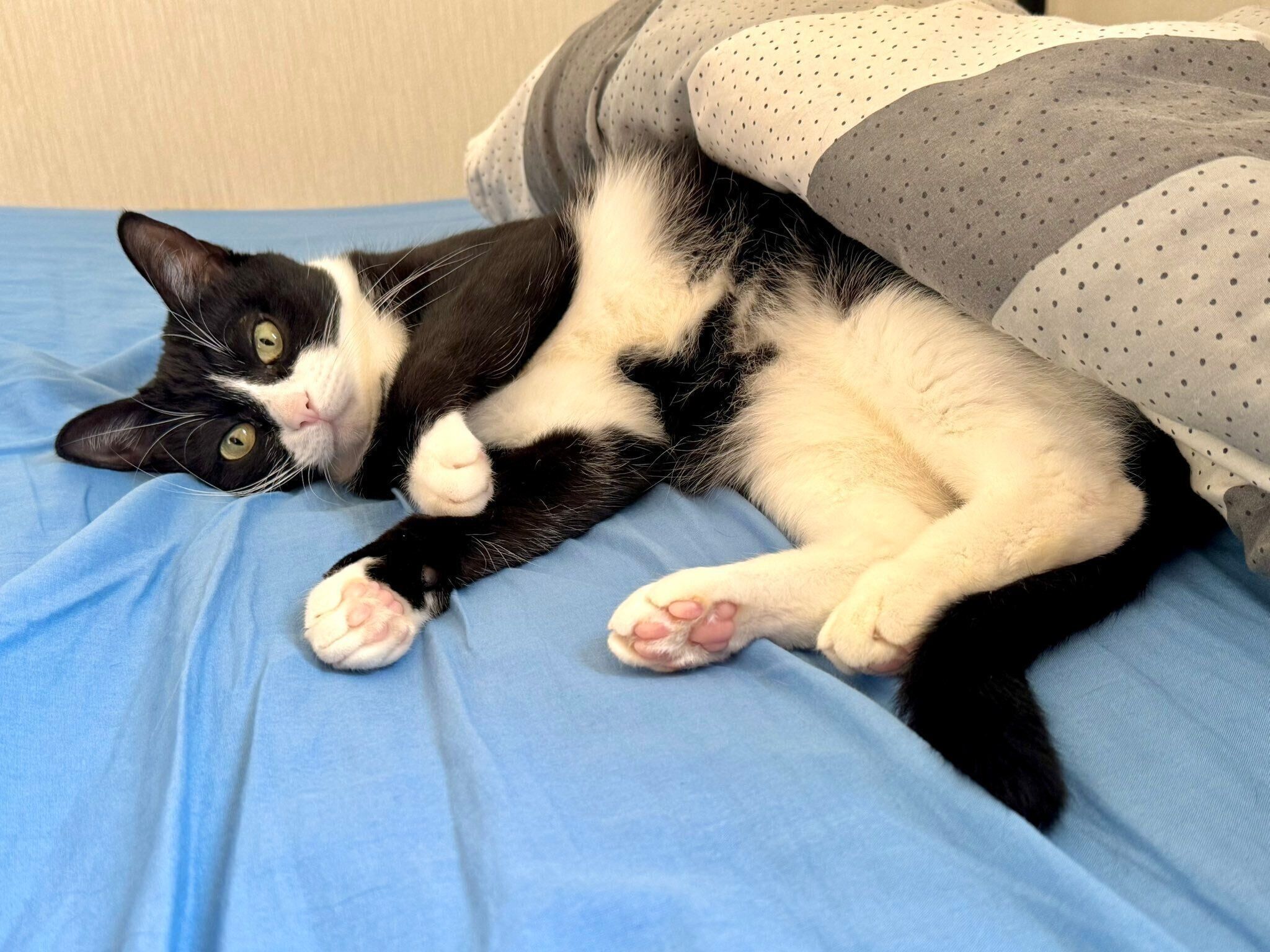 寝転がるタビちゃん