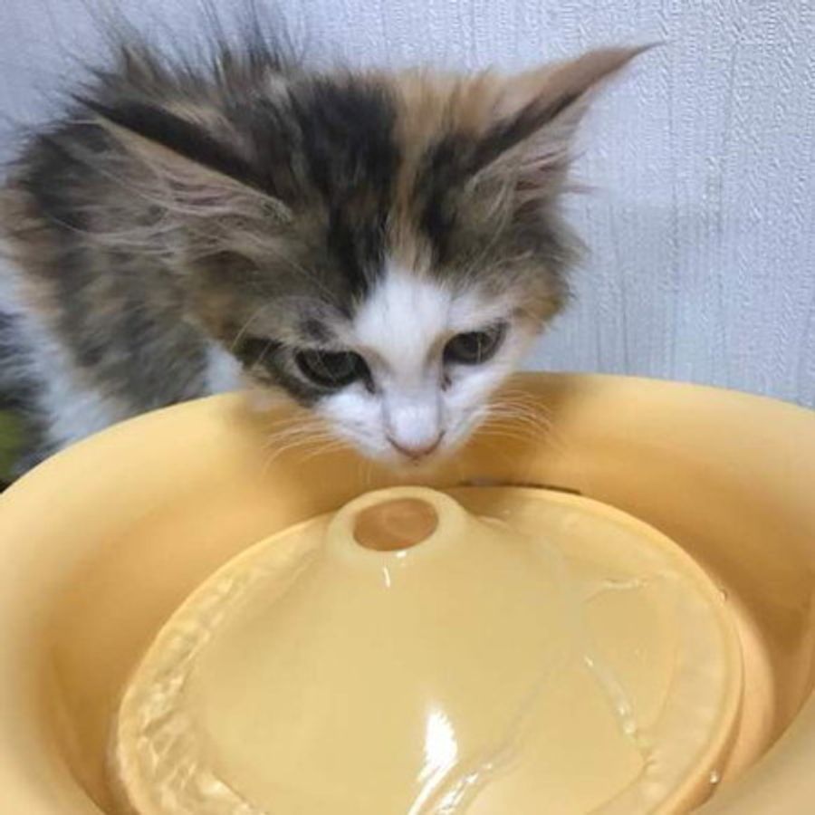 水飲み下手な猫 多頭飼い タイプ別 猫ちゃんの水分摂取アップ術を教えます ねこのきもちweb Magazine 水飲み下手な猫 多頭飼い タイプ別 猫ちゃんの水分摂取アップ術を教えます ねこのきもちweb Magazine