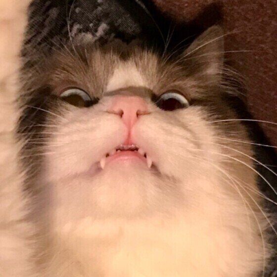 見つめるラグドール